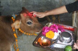 go-puja-cow-puja-udupi-sri-krishna-temple-udupi
